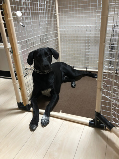 一時募集停止中ミックス犬 ゴールデンレトリーバー ダルメシアン 3歳 みかほ 北名古屋のその他の里親募集 ジモティー