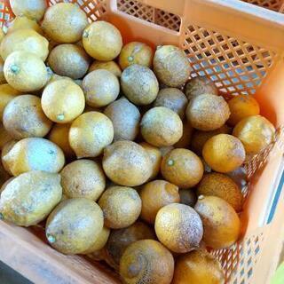 自然栽培浜松産レモン ２００円(１キロ)