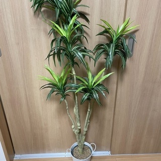 ニトリ　観葉植物　140cm