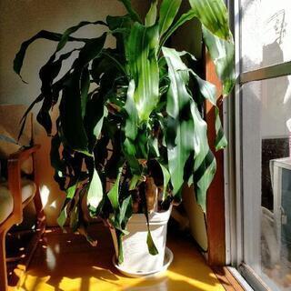 【ネット決済】観葉植物・幸福の木マッサンゲアナ