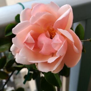 中古つるバラが無料 格安で買える ジモティー