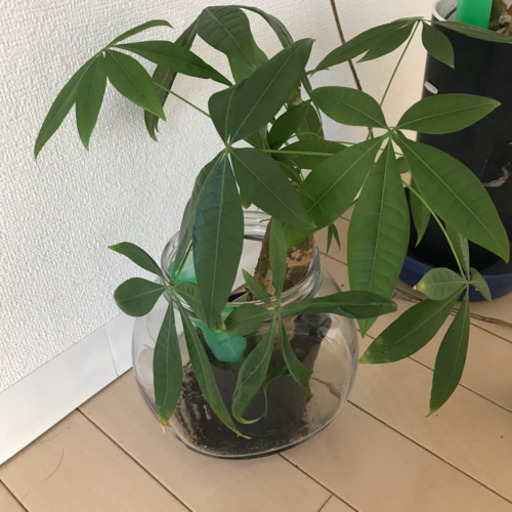 無料 お取引完了 観葉植物 モンステラパキラカジュマル全てお引取り頂ける方のみ もちもち 錦糸町 の生活雑貨の中古あげます 譲ります ジモティーで不用品の処分