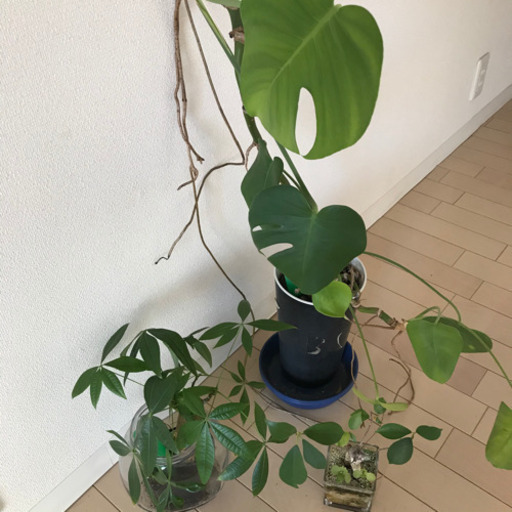 無料 お取引完了 観葉植物 モンステラパキラカジュマル全てお引取り頂ける方のみ もちもち 錦糸町 の生活雑貨の中古あげます 譲ります ジモティーで不用品の処分