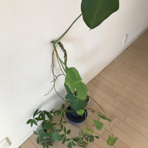無料 お取引完了 観葉植物 モンステラパキラカジュマル全てお引取り頂ける方のみ もちもち 錦糸町 の生活雑貨の中古あげます 譲ります ジモティーで不用品の処分