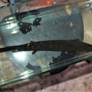 WILD ビキール・コリバ 38cm±