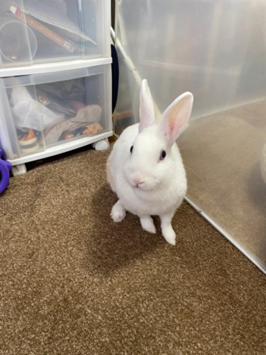 うさぎ里親募集 あーちゃん 北九州のその他の里親募集 ジモティー