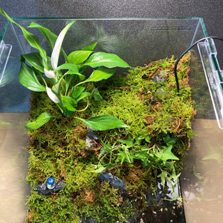 隠れ家付き！自然の中の飼育箱苔テラリウム、（30センチキューブ