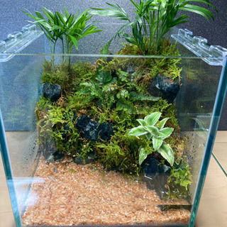 ★メダカ飼育にオススメ！！コケリウム・テラリウム完成品★20キューブ
