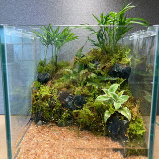 メダカ飼育にオススメ！！コケリウム・テラリウム完成品！