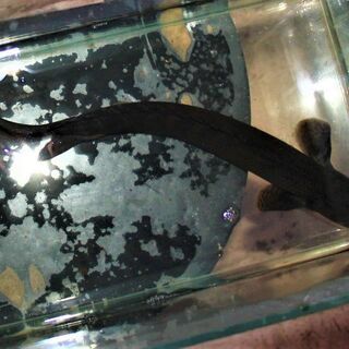 WILD　ビキール・ビキール　３０cm±