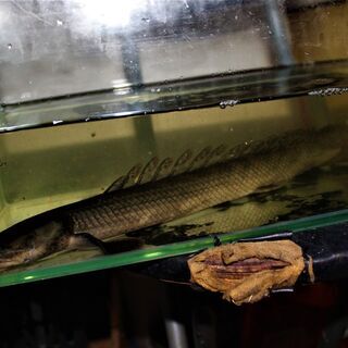 WILD ビキール・ビキール 30cm±