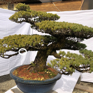 安番一 状態良好大品盆栽五葉松 - bravista.com.br