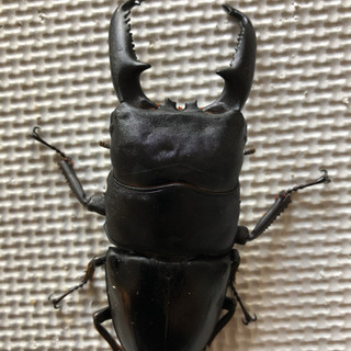 パラワンオオヒラタ