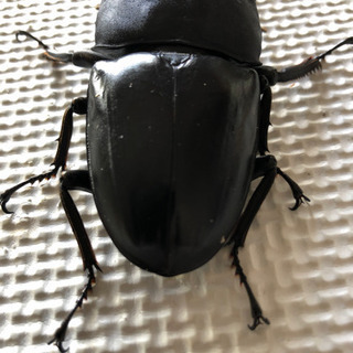 パラワンオオヒラタ