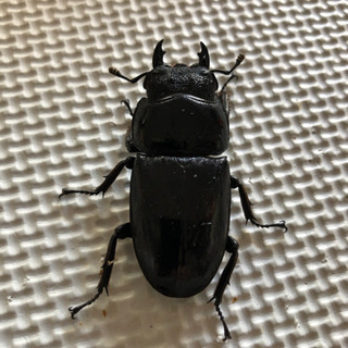 パラワンオオヒラタ