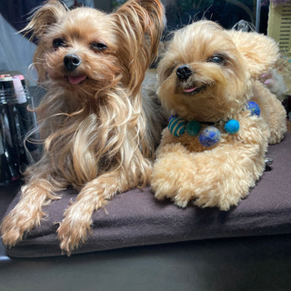 抱っこできるリアルなわんこ