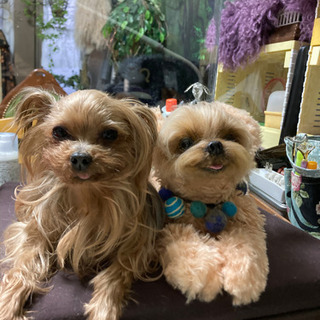 抱っこできるリアルなわんこ