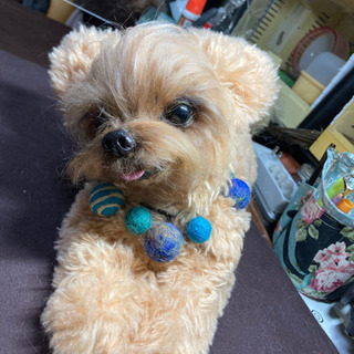 抱っこできるリアルなわんこ