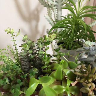 滋賀県の植物 メンバー募集 ジモティー