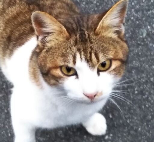 ほぼ鳴かないキジ白の里親さん募集します 咲くら 熊本の猫の里親募集 ジモティー ほぼ鳴かないキジ白の里親さん募集します 咲くら 熊本の猫の里親募集 ジモティー