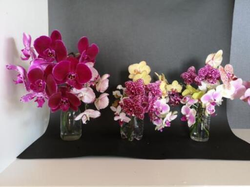 胡蝶蘭切り花23本セット花植物 ロドリゲス 古島の家具の中古あげます 譲ります ジモティーで不用品の処分