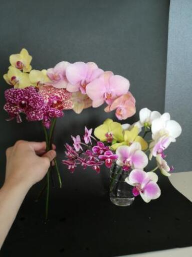 胡蝶蘭切り花23本セット花植物 ロドリゲス 古島の家具の中古あげます 譲ります ジモティーで不用品の処分