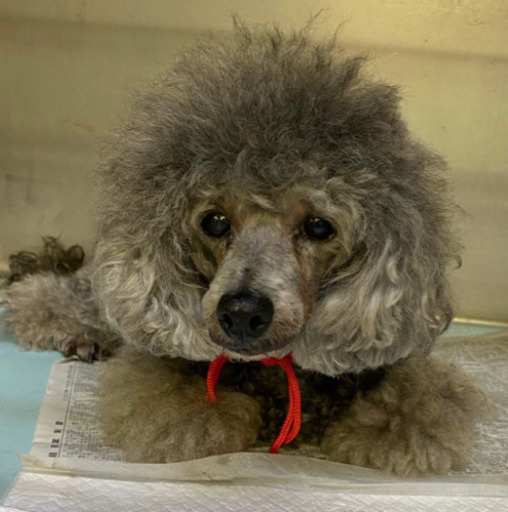 繁殖引退のトイプードル 推定6歳 Tera 大田の犬の里親募集 ジモティー