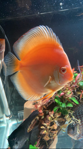 ディスカス　エンゼルフィッシュ　グッピー　熱帯魚　淡水