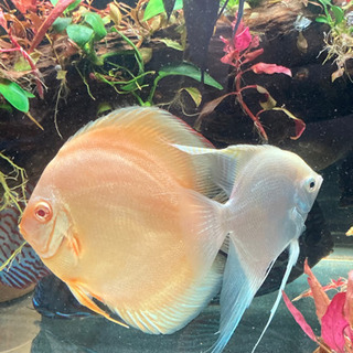 ディスカス エンゼルフィッシュ 熱帯魚 淡水