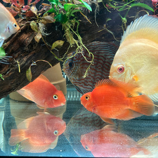 ディスカス エンゼルフィッシュ グッピー 熱帯魚 淡水