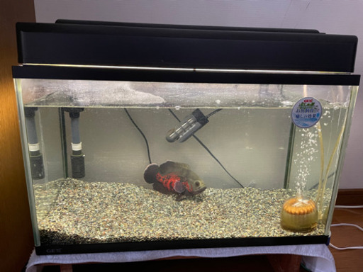 熱帯魚 レッドオスカー