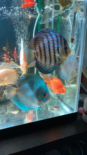 ディスカス　グッピー　エンゼルフィッシュ　熱帯魚