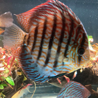 ディスカス グッピー エンゼルフィッシュ 熱帯魚