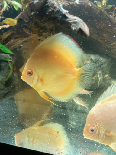 ディスカス　エンゼルフィッシュ　熱帯魚　淡水