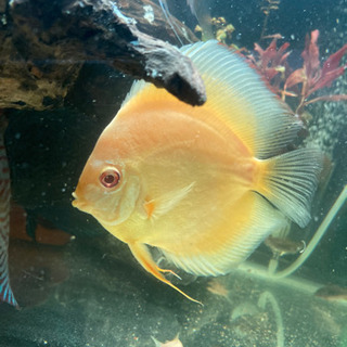 ディスカス　エンゼルフィッシュ　熱帯魚　淡水 ディスカス エンゼルフィッシュ 熱帯魚 淡水