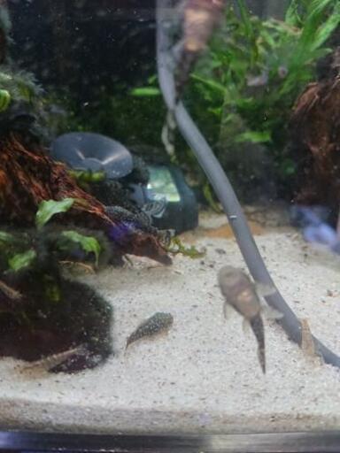 自家繁殖のミニブッシープレコの稚魚5匹まとめて 熱帯魚 Dennpa 津のその他の中古あげます 譲ります ジモティーで不用品の処分 自家繁殖のミニブッシープレコの稚魚5匹まとめて 熱帯魚 Dennpa 津のその他の中古あげます 譲ります ジモティーで不用品の処分