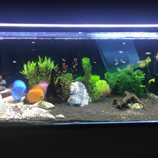 愛知県の熱帯魚 助け合い ジモティー
