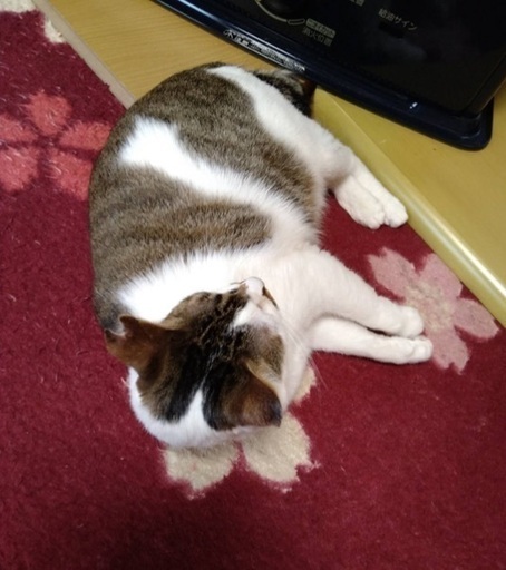 抱っこ好きで落ち着きのある女の子 Happy22 秋田の猫の里親募集 ジモティー