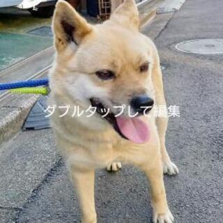 千葉県の犬の里親募集 ジモティー 千葉県の犬の里親募集 ジモティー