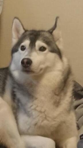 ハスキー犬 貰って下さい 飼って下さい あの銀ちゃん 小倉のその他の里親募集 ジモティー ハスキー犬 貰って下さい 飼って下さい あの銀ちゃん 小倉のその他の里親募集 ジモティー