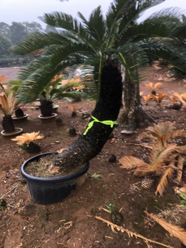 ソテツ 5 訳あり ソテツ 5 訳あり