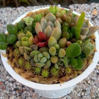 多肉植物🌵ﾐﾆﾐﾆ寄せ植え