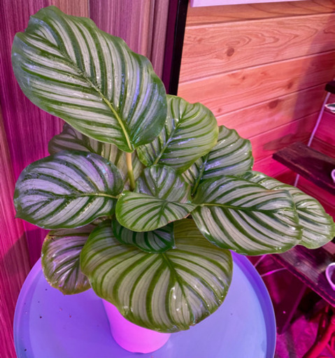 観葉植物カラテアオルビフォリアお洒落 葉っぱ屋 Crea 板宿のその他の中古あげます 譲ります ジモティーで不用品の処分