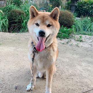 【里親募集】9歳の柴犬の男の子 ｢太郎｣