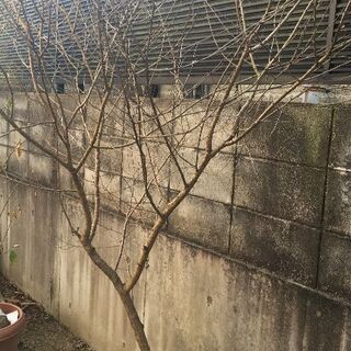 枝垂れ桜の苗木　お譲りします②