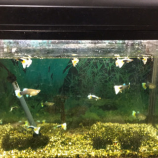 幅60cm水槽一式と熱帯魚約２０匹 取引中 はなめがね 関目高殿のその他の中古あげます 譲ります ジモティーで不用品の処分