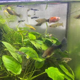 　熱帯魚　グッピー若魚　10匹+α　おまけ付き