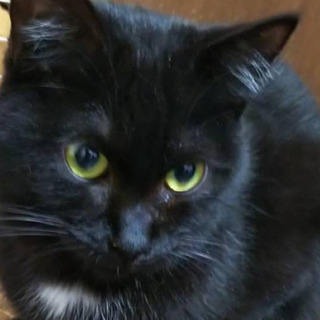 愛知県 瀬戸市の猫の里親募集 ジモティー 愛知県 瀬戸市の猫の里親募集 ジモティー