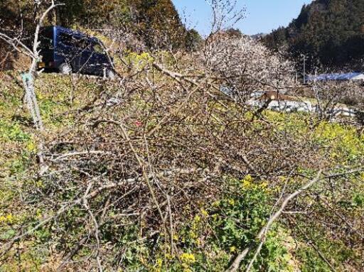 あげます 栗の剪定枝 盛岡孝仁 伊予立川のその他の中古あげます 譲ります ジモティーで不用品の処分