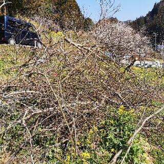 【あげます】栗の剪定枝